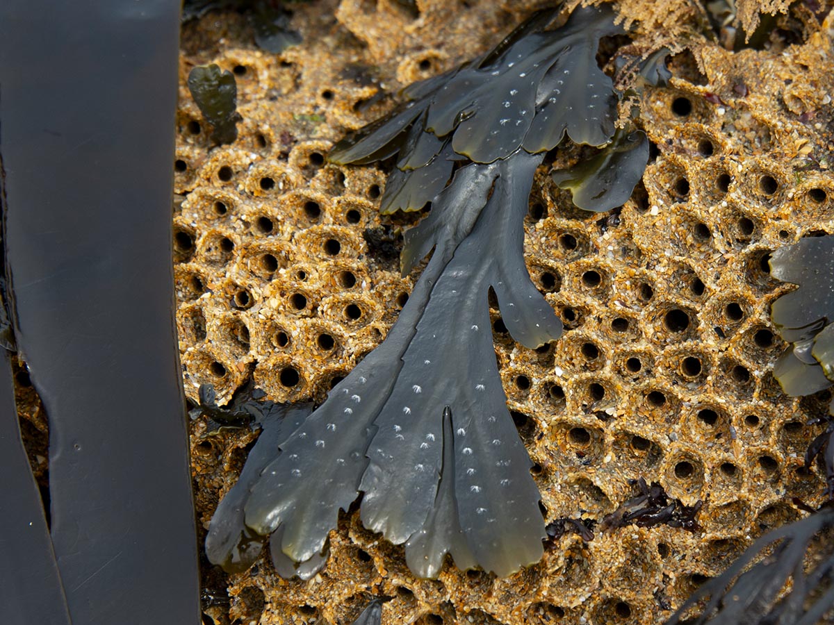 Fucus serratus